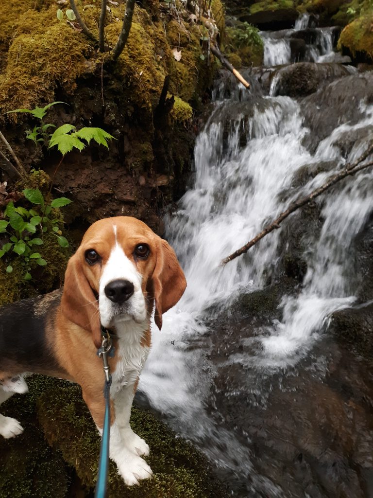 A Beagle poses next to a small waterfall for a picture.