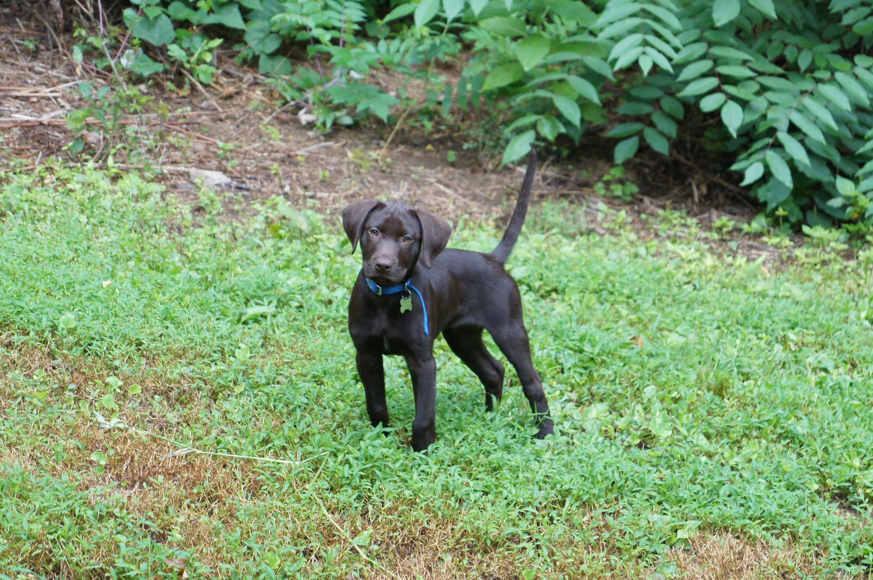 A puppy stands in grass