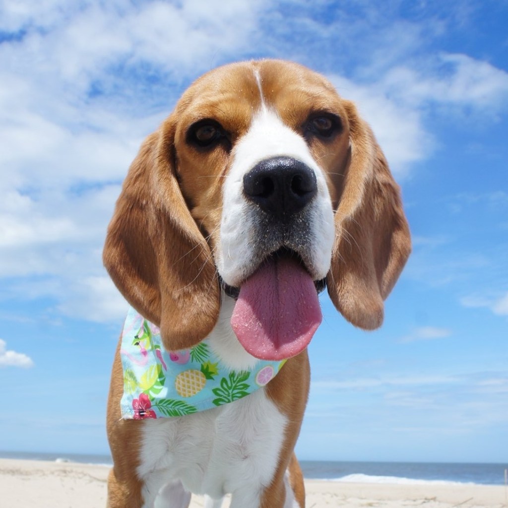 A beagle wears a bandana at a beach
