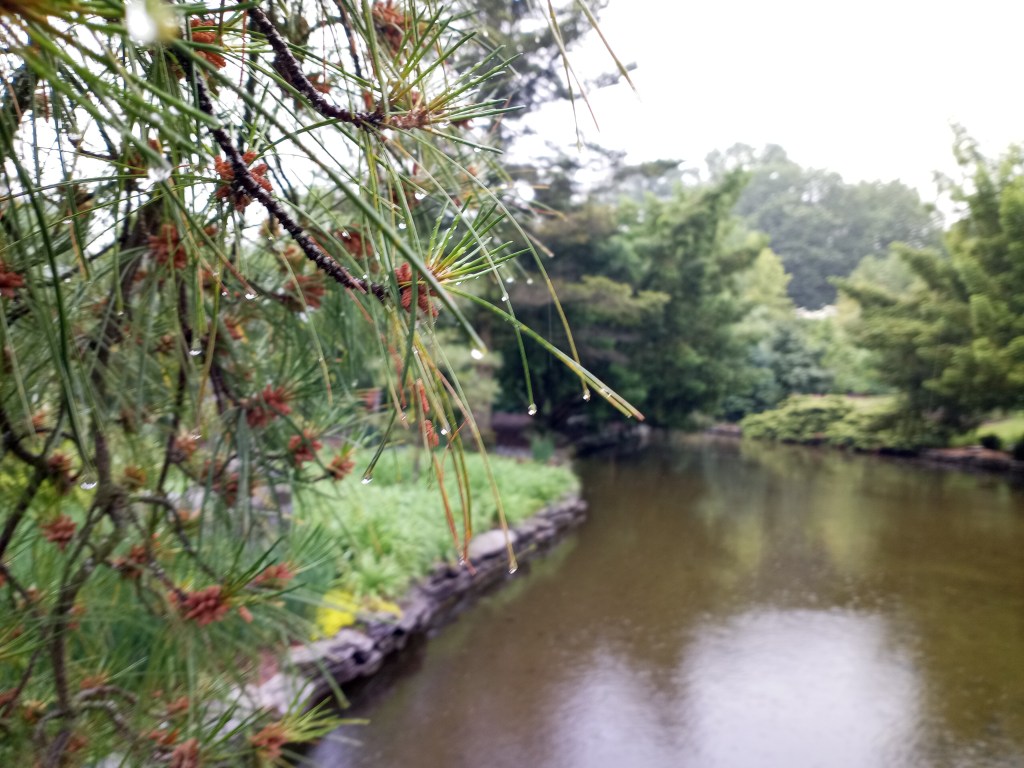 Rain drops on a pine tree