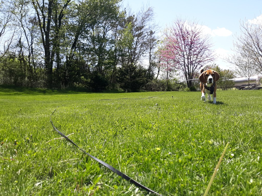 A dog runs through grass