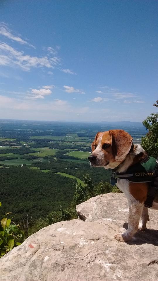 Beagle at a scenic overlook