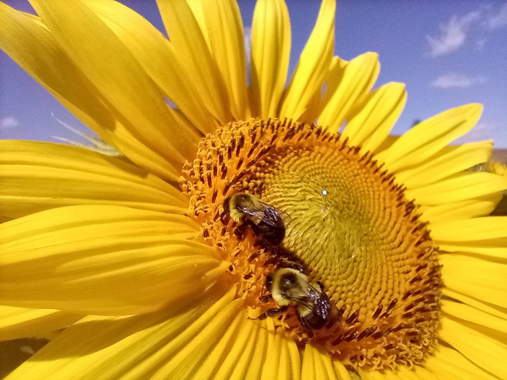 Sunflower with two bees