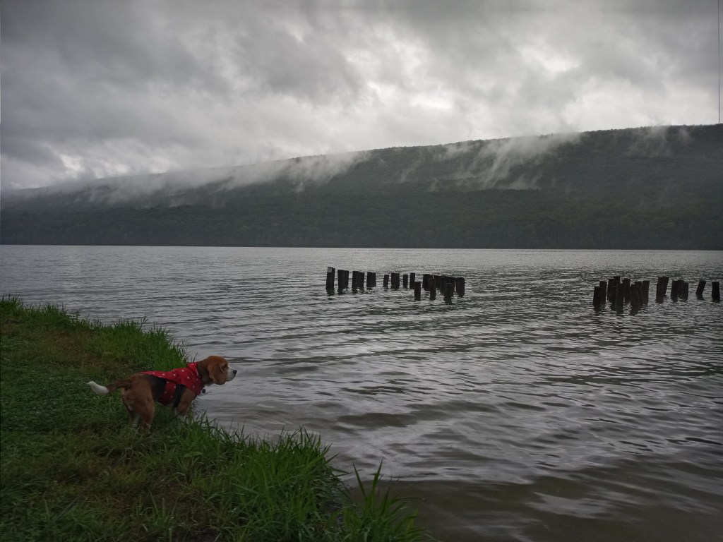 Dog along foggy lake