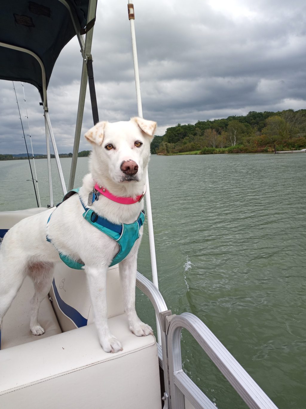 A dog stands on a pontoon boat while looking out at a lake.