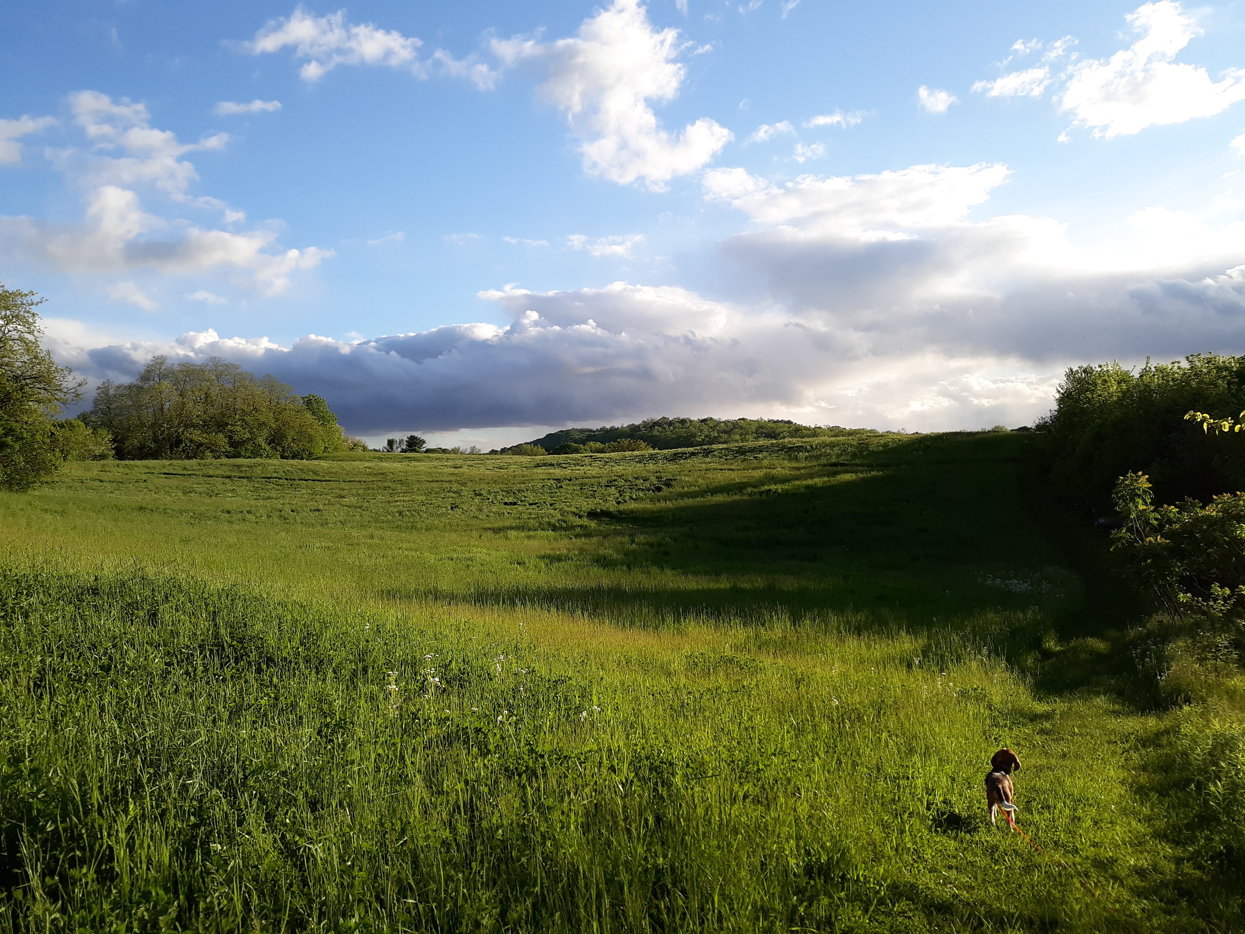 A beagle stands in a large field