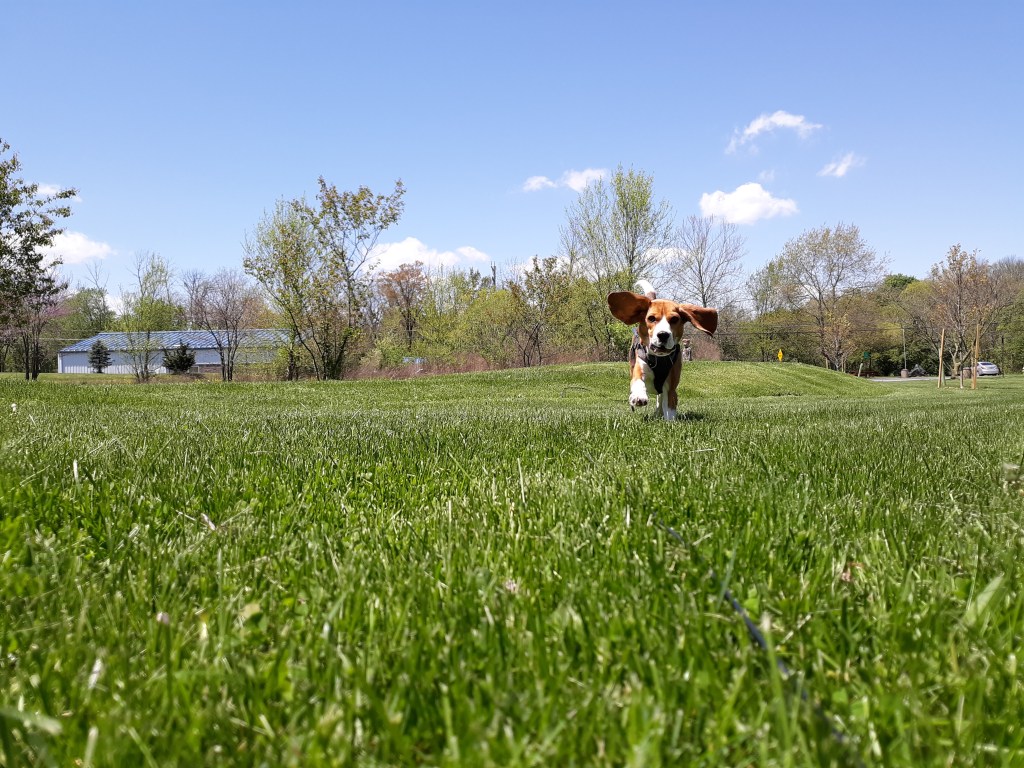 A beagle runs through grass