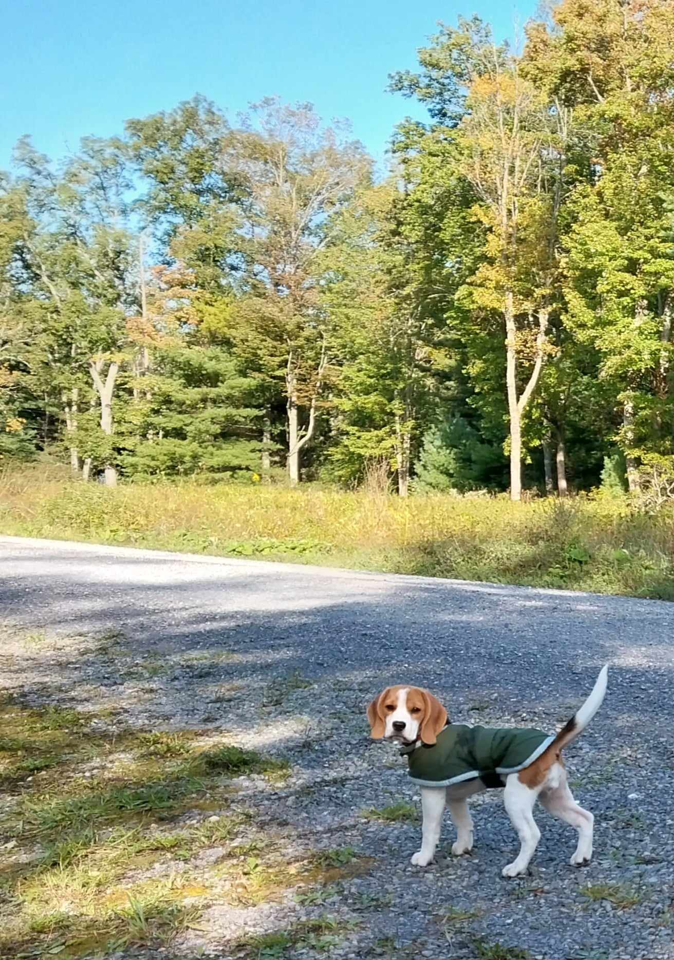 A young Beagle puppy wears a jacket while standing on a gravel path.