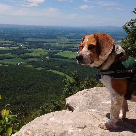 Beagle at a scenic overlook