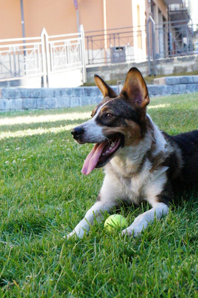 A mix breed dog lays in the grass with a tennis ball